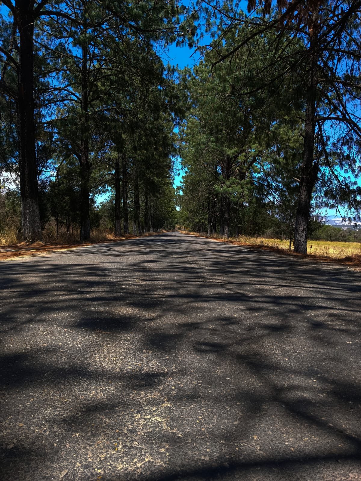 Fotografía de Producto para E-commerce - [Nombre]